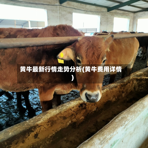 黄牛最新行情走势分析(黄牛费用详情)-第1张图片
