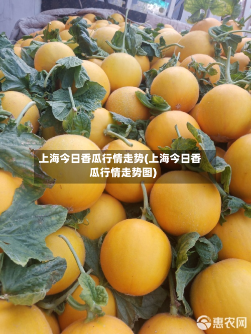 上海今日香瓜行情走势(上海今日香瓜行情走势图)-第2张图片