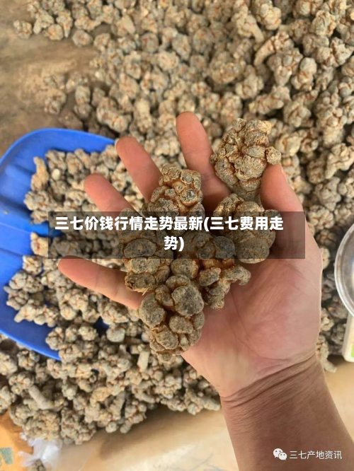 三七价钱行情走势最新(三七费用走势)-第2张图片