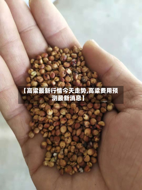【高粱最新行情今天走势,高粱费用预测最新消息】-第3张图片
