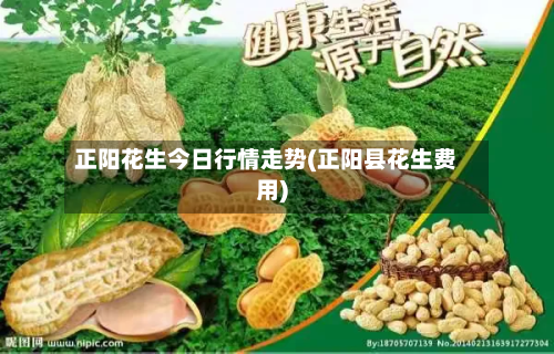 正阳花生今日行情走势(正阳县花生费用)-第2张图片