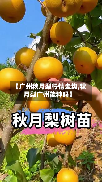 【广州秋月梨行情走势,秋月梨广州能种吗】-第1张图片