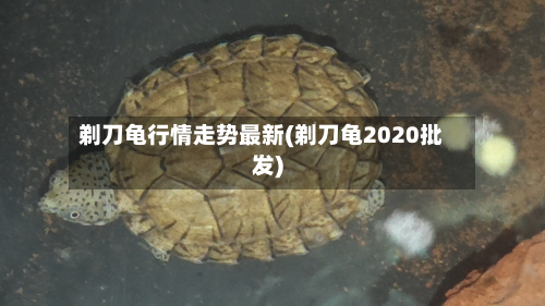 剃刀龟行情走势最新(剃刀龟2020批发)-第1张图片