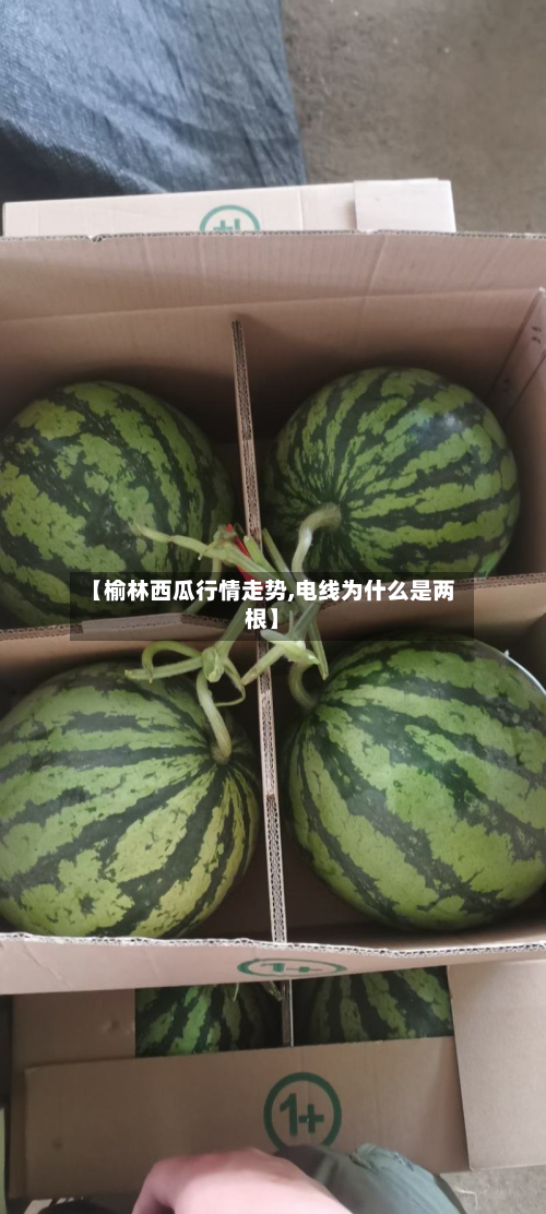 【榆林西瓜行情走势,电线为什么是两根】-第1张图片