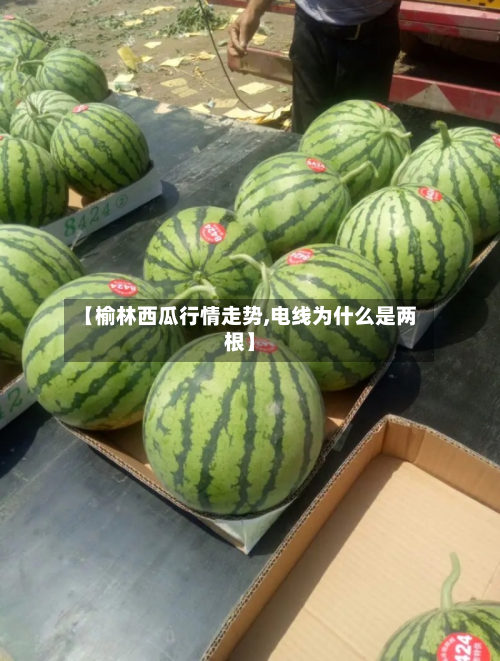 【榆林西瓜行情走势,电线为什么是两根】-第2张图片