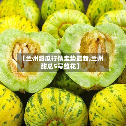 【兰州甜瓜行情走势最新,兰州甜瓜5号雄花】-第1张图片