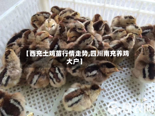 【西充土鸡苗行情走势,四川南充养鸡大户】-第2张图片
