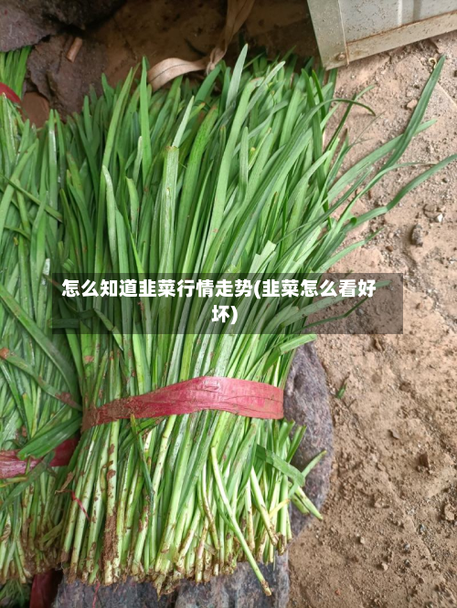 怎么知道韭菜行情走势(韭菜怎么看好坏)-第2张图片