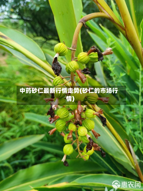 中药砂仁最新行情走势(砂仁的市场行情)-第1张图片
