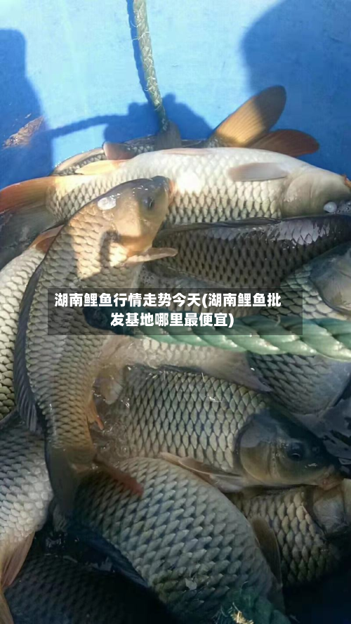 湖南鲤鱼行情走势今天(湖南鲤鱼批发基地哪里最便宜)-第3张图片