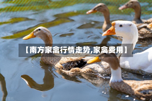 【南方家禽行情走势,家禽费用】-第1张图片