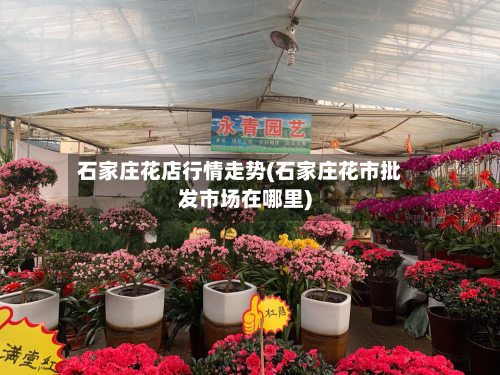 石家庄花店行情走势(石家庄花市批发市场在哪里)-第2张图片