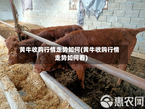 黄牛收购行情走势如何(黄牛收购行情走势如何看)-第3张图片