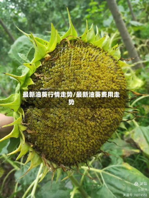 最新油葵行情走势/最新油葵费用走势-第3张图片