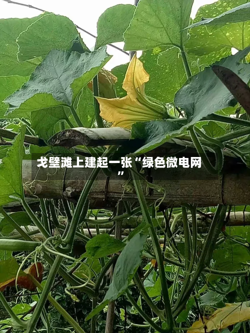 戈壁滩上建起一张“绿色微电网”-第2张图片