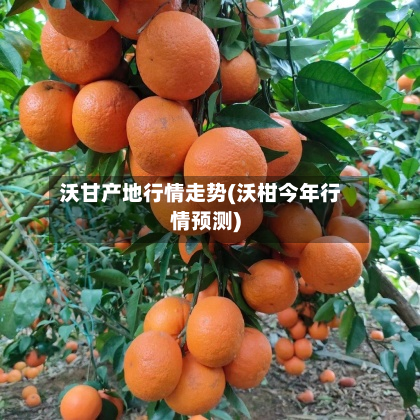 沃甘产地行情走势(沃柑今年行情预测)-第1张图片