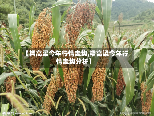 【糯高粱今年行情走势,糯高粱今年行情走势分析】-第1张图片