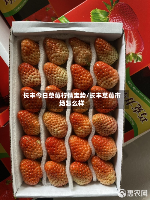 长丰今日草莓行情走势/长丰草莓市场怎么样-第2张图片
