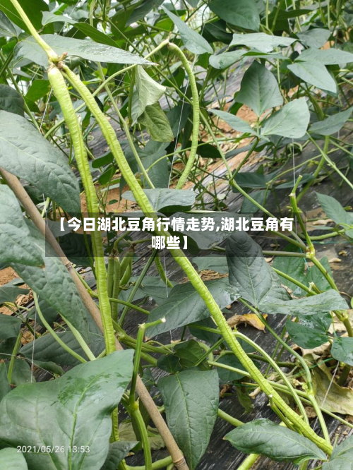 【今日湖北豆角行情走势,湖北豆角有哪些】-第3张图片