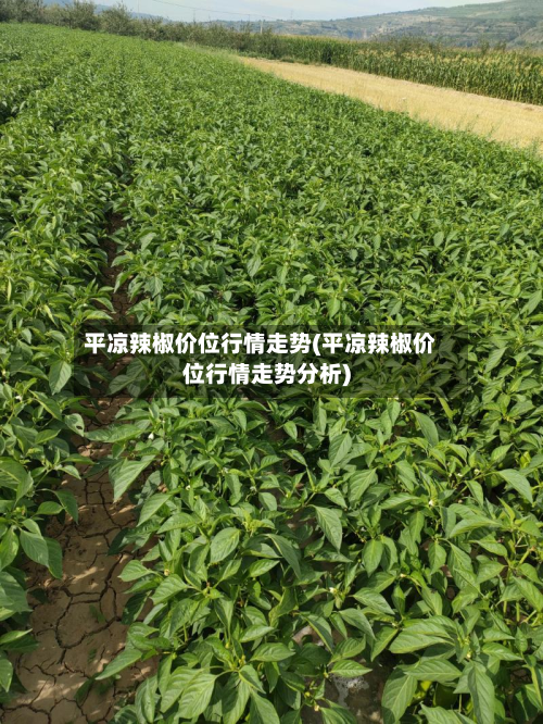 平凉辣椒价位行情走势(平凉辣椒价位行情走势分析)-第1张图片