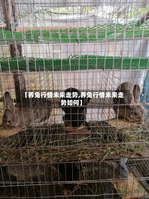 【养兔行情未来走势,养兔行情未来走势如何】-第1张图片