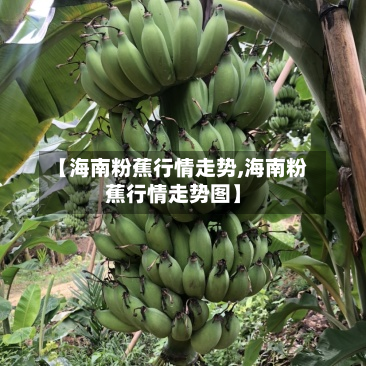 【海南粉蕉行情走势,海南粉蕉行情走势图】-第1张图片