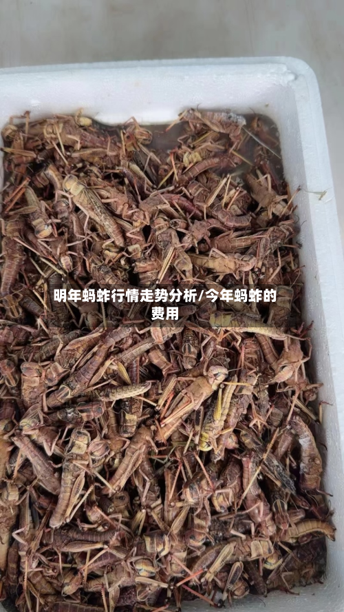 明年蚂蚱行情走势分析/今年蚂蚱的费用-第1张图片