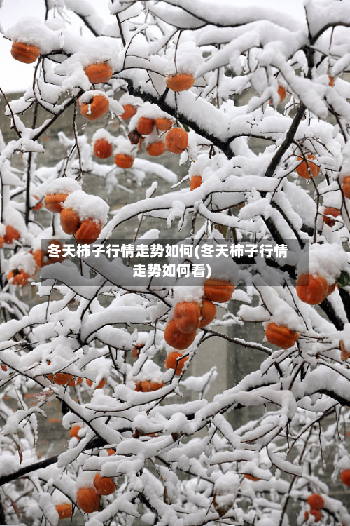 冬天柿子行情走势如何(冬天柿子行情走势如何看)-第1张图片