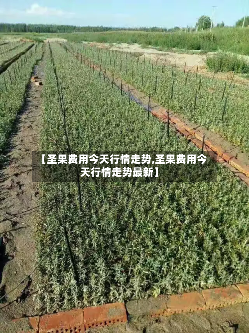 【圣果费用今天行情走势,圣果费用今天行情走势最新】-第3张图片