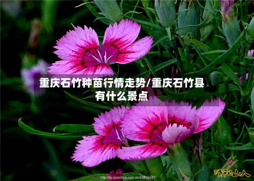 重庆石竹种苗行情走势/重庆石竹县有什么景点-第3张图片