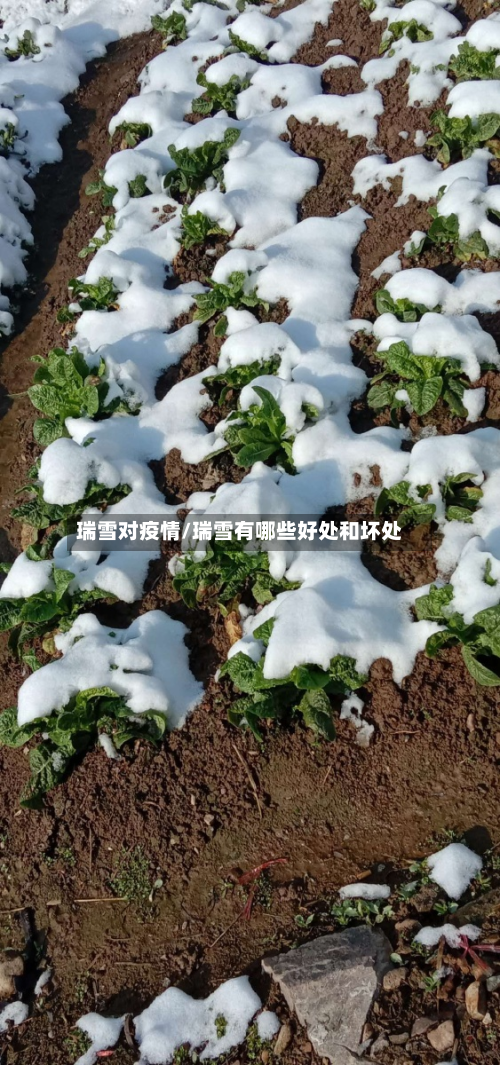 瑞雪对疫情/瑞雪有哪些好处和坏处-第1张图片