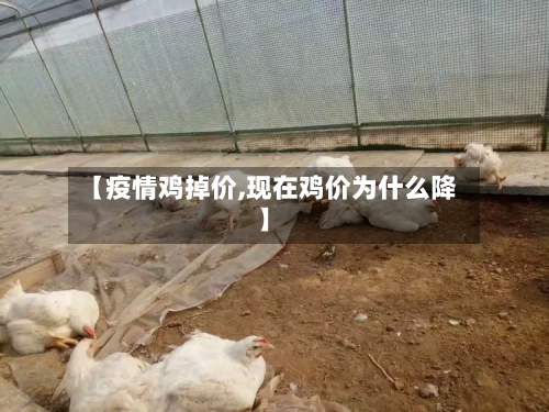 【疫情鸡掉价,现在鸡价为什么降】-第2张图片