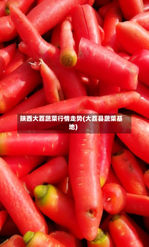 陕西大荔蔬菜行情走势(大荔县蔬菜基地)-第3张图片