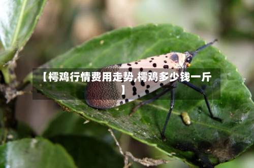 【樗鸡行情费用走势,樗鸡多少钱一斤】-第1张图片