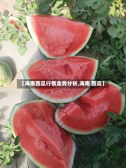 【海南西瓜行情走势分析,海南 西瓜】-第2张图片