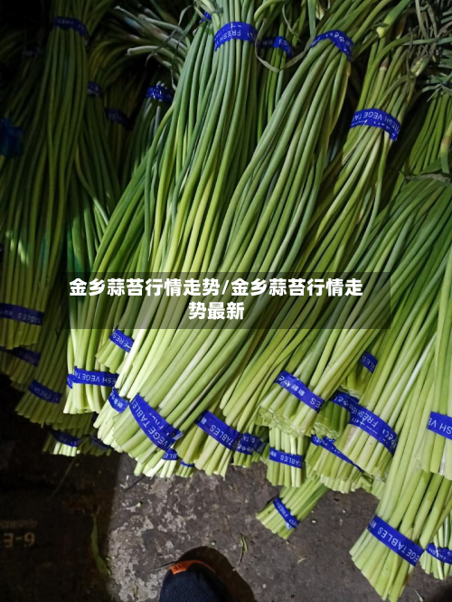 金乡蒜苔行情走势/金乡蒜苔行情走势最新-第1张图片