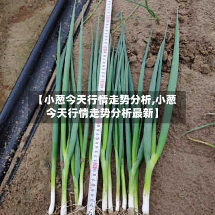 【小葱今天行情走势分析,小葱今天行情走势分析最新】-第1张图片