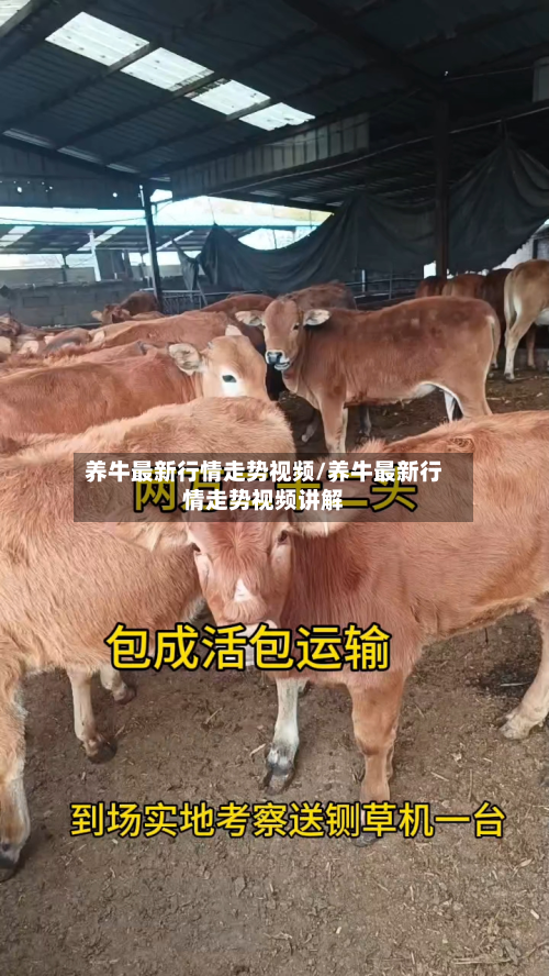 养牛最新行情走势视频/养牛最新行情走势视频讲解-第3张图片