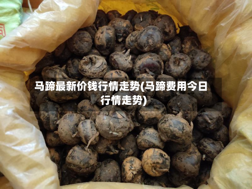 马蹄最新价钱行情走势(马蹄费用今日行情走势)-第1张图片