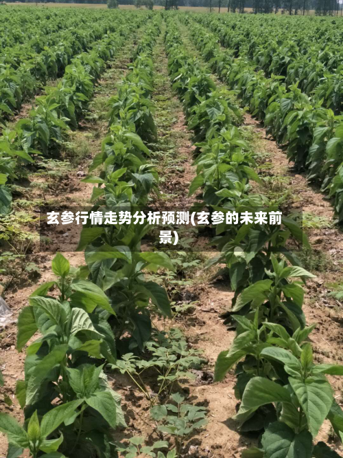 玄参行情走势分析预测(玄参的未来前景)-第1张图片