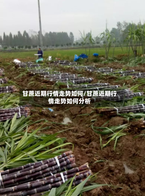 甘蔗近期行情走势如何/甘蔗近期行情走势如何分析-第1张图片