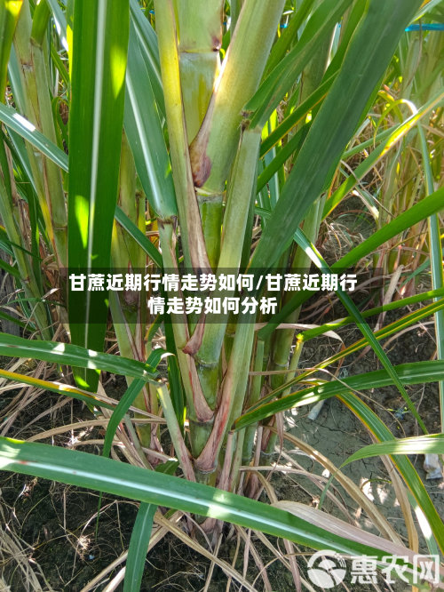 甘蔗近期行情走势如何/甘蔗近期行情走势如何分析-第2张图片