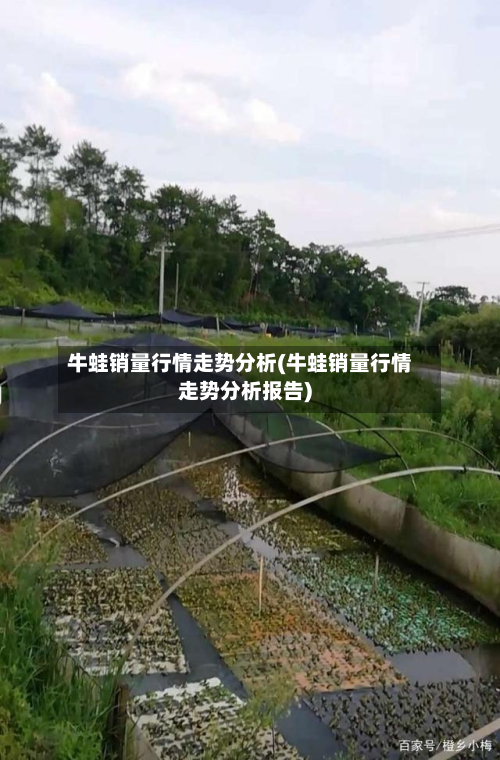牛蛙销量行情走势分析(牛蛙销量行情走势分析报告)-第2张图片