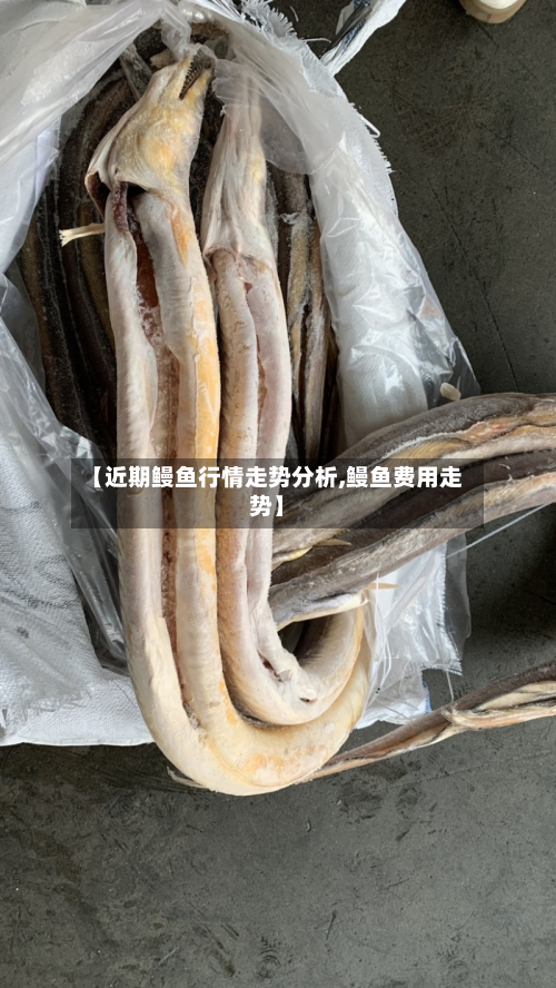 【近期鳗鱼行情走势分析,鳗鱼费用走势】-第1张图片