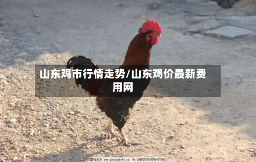 山东鸡市行情走势/山东鸡价最新费用网-第1张图片