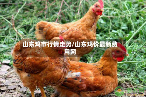 山东鸡市行情走势/山东鸡价最新费用网-第2张图片