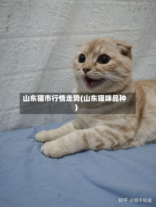山东猫市行情走势(山东猫咪品种)-第2张图片