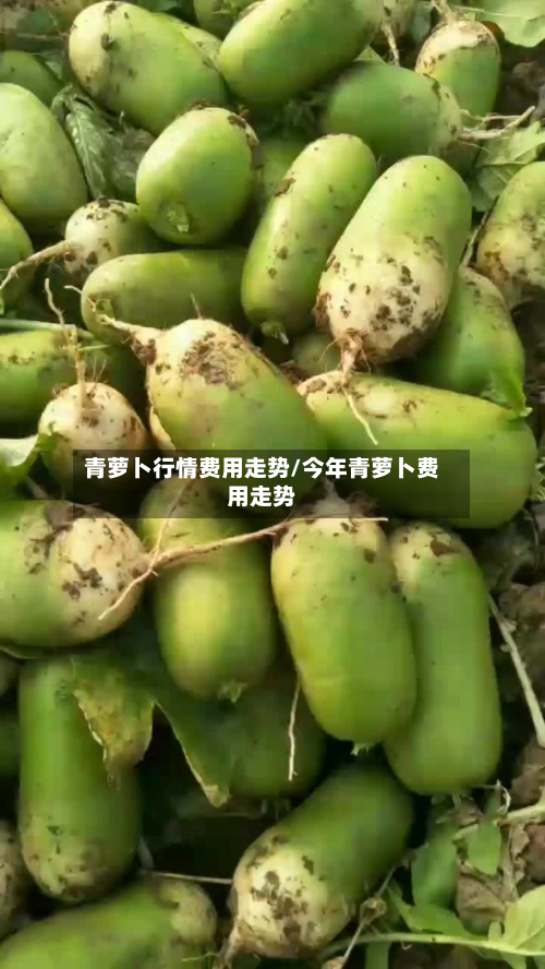青萝卜行情费用走势/今年青萝卜费用走势-第1张图片