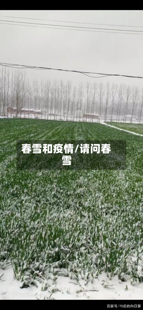 春雪和疫情/请问春雪-第1张图片