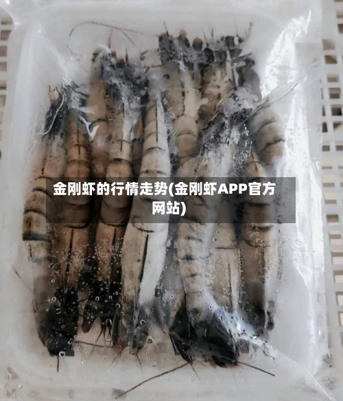 金刚虾的行情走势(金刚虾APP官方网站)-第1张图片